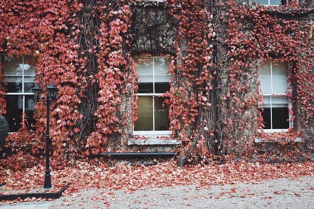 dry vines on a building